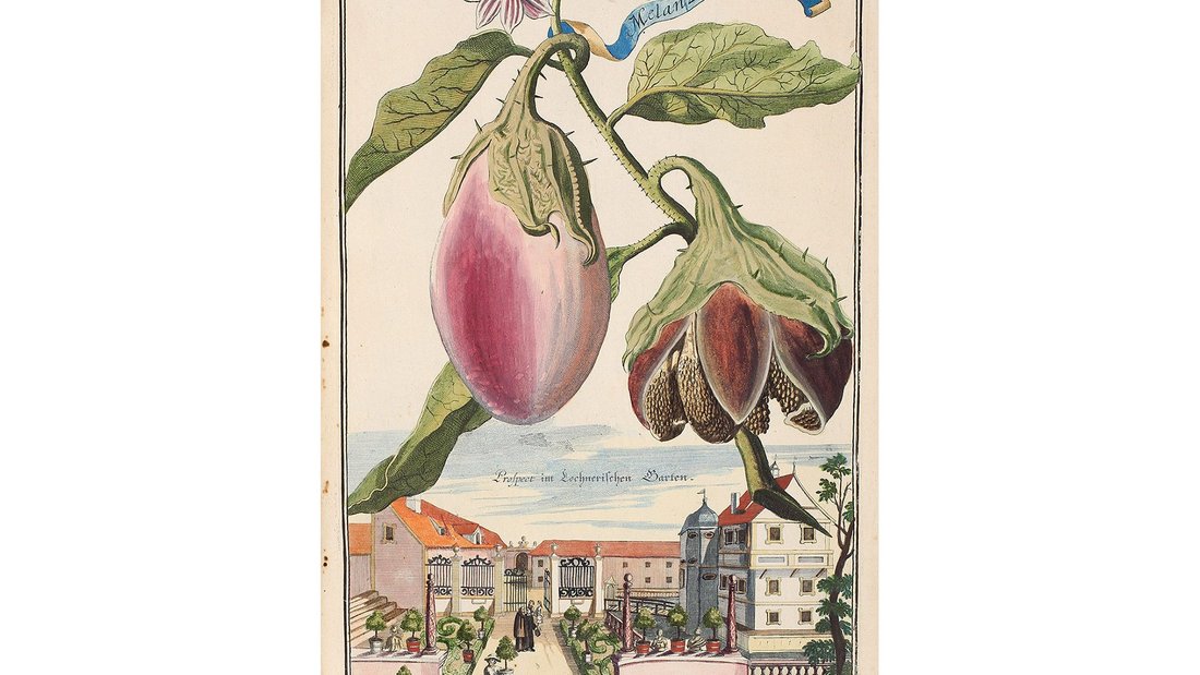 Johann Christoph Volkamer Hesperides