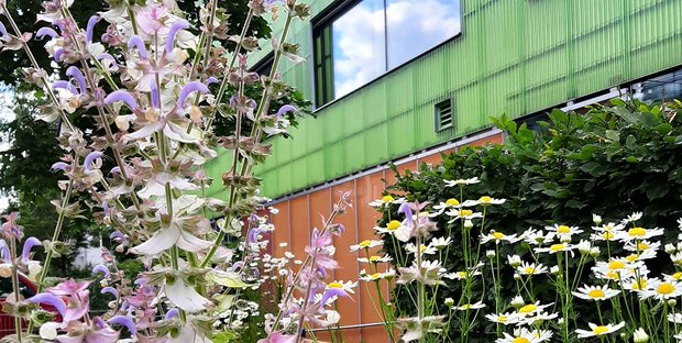 Blumenstauden vor dem südpunkt