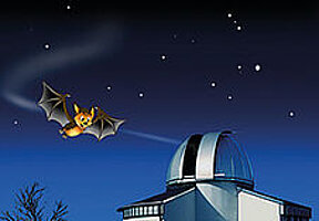 Ein Sternbild für Flappi