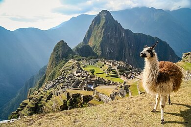 Lama vor der Kulisse von Macchu Picchu mit Ruinen auf einem Berghügel und Andengebirge im Hintergrund.