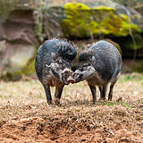 Drei im Weggla auf der Roten Liste: Wie die Afrikanische Schweinepest ganze Arten und Ökosysteme bedroht
