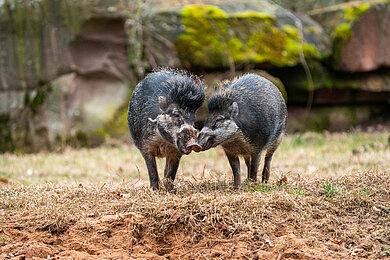 Drei im Weggla auf der Roten Liste: Wie die Afrikanische Schweinepest ganze Arten und Ökosysteme bedroht