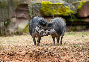 Drei im Weggla auf der Roten Liste: Wie die Afrikanische Schweinepest ganze Arten und Ökosysteme bedroht