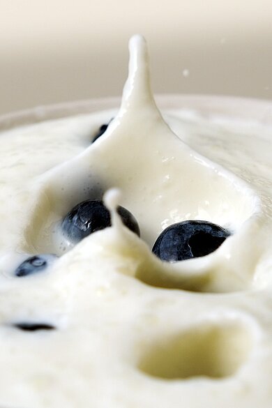 Milchkefir, Wasserkefir, Kombucha: probiotische Getränke  Selbstgemachter Quark verfeinert mit frischen Heidelbeeren wird präsentiert.