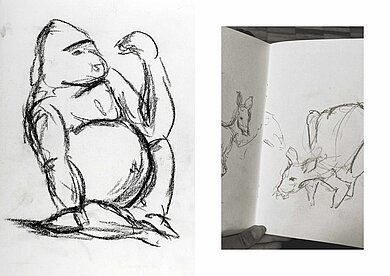 Sie sehen zwei gezeichnete Skizzen, auf einem Blatt die grobe Skizze eines Gorillas, auf dem zweiten Blatt die Darstellung eines Kängaruhs aus unterschiedlichen Blickwinkeln.
