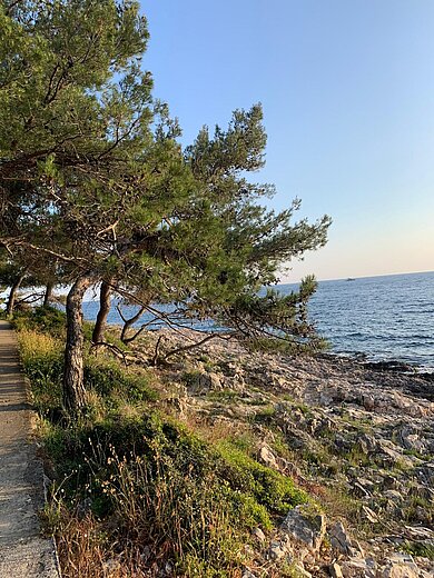 Ein felsiger Strand mit Blick aufs Meer in der Abenddämmerung, links wachsen knorrige Nadelbäume.