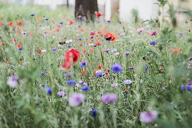 Naturzauber im eigenen Garten Wiese mit roten Mohnblumen und blauen Kornblumen vor unscharfem Baumstamm und Gebäuden im Hintergrund.
