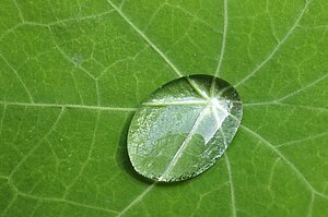 Blatt mit Lotuseffekt