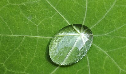 Blatt mit Lotuseffekt