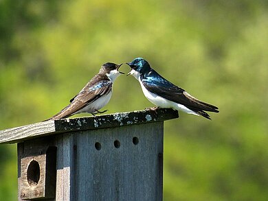 Zwei Vögel auf einem Vogelhaus. Der linke Vogel ist braun und hat einen offenen Schnabel, der rechte Vogel ist blaugrün und weiß.
