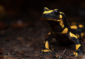 Feuersalamander in Gefahr: Wie Klimawandel und Pilzkrankheiten eine Art an den Abgrund bringen Feuersalamander in Gefahr: Wie Klimawandel und Pilzkrankheiten eine Art an den Abgrund bringen