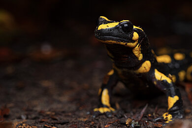 Feuersalamander in Gefahr: Wie Klimawandel und Pilzkrankheiten eine Art an den Abgrund bringen