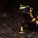 Feuersalamander in Gefahr: Wie Klimawandel und Pilzkrankheiten eine Art an den Abgrund bringen