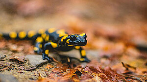 Feuersalamander