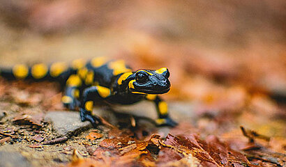 Feuersalamander