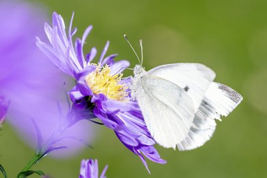 Phänomen Hochsensibilität Phänomen Hochsensibilität