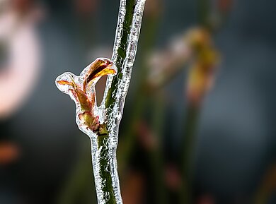 Nahaufnahme eines jungen Triebs mit Eiskristallen bedeckt, unscharfer Hintergrund mit weiteren Trieben.