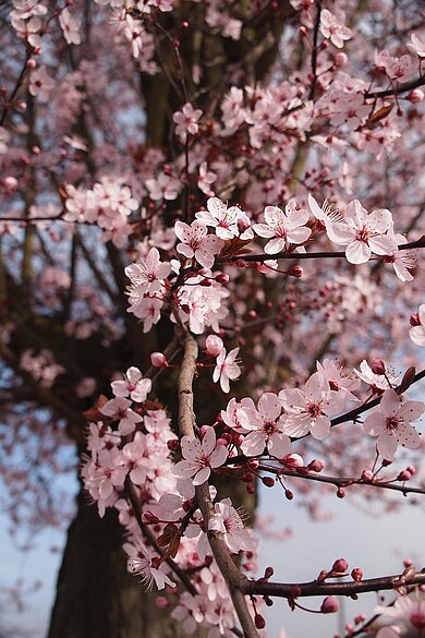 ein Ast mit rosafarbenen Kirschblüten in Nahaufnahme