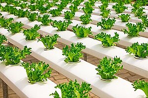 Hydroponic Anbau