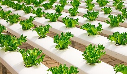 Hydroponic Anbau