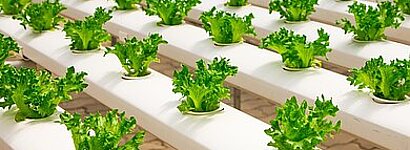 Hydroponic Anbau