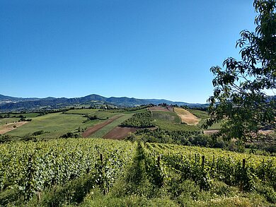 Weinberge in der Toskana
